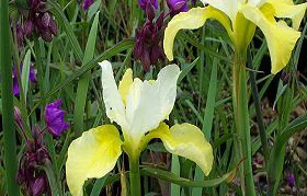 Siberian Iris.jpg