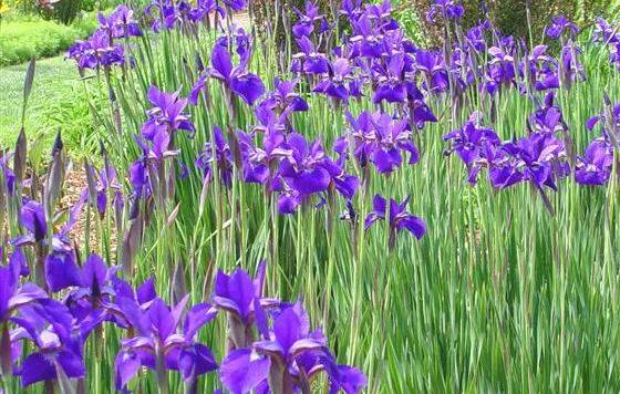 Siberian Iris.jpg