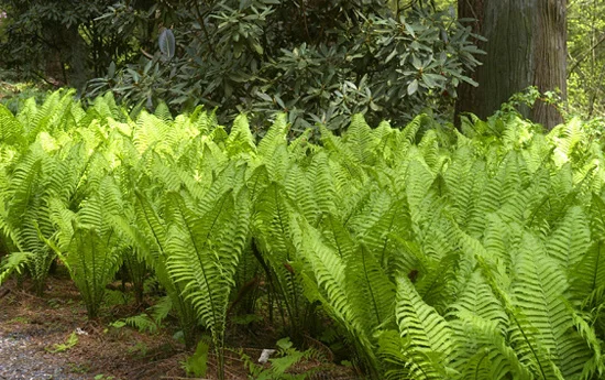 Ostrich Fern.jpg
