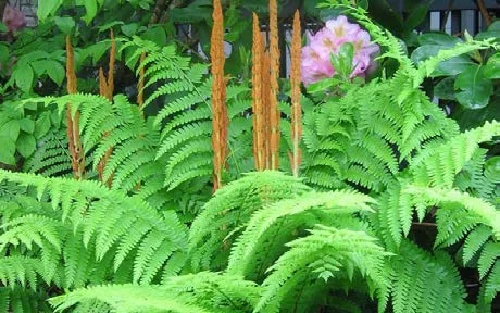 Cinnamon fern.jpg