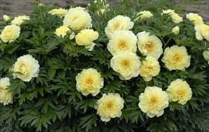 Tree Peony.jpg