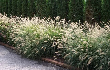 Fountain Grass.jpg