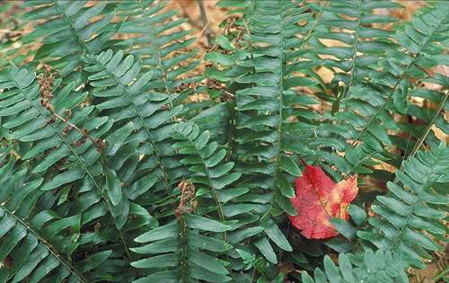 Christmas Fern.jpg