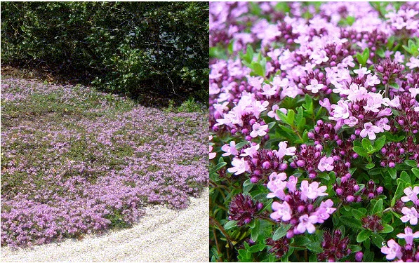 Creeping Thyme.jpg