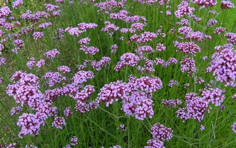 Tall Verbena.jpg
