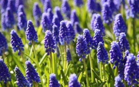 Grape Hyacinth.jpg