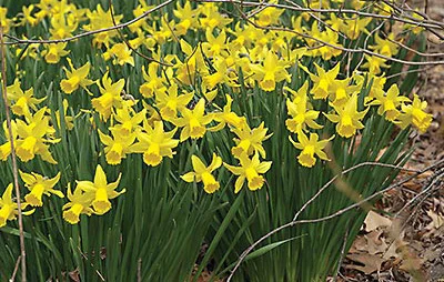 Daffodil.jpg