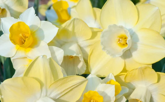 Funhouse Daffodil Mix.jpg