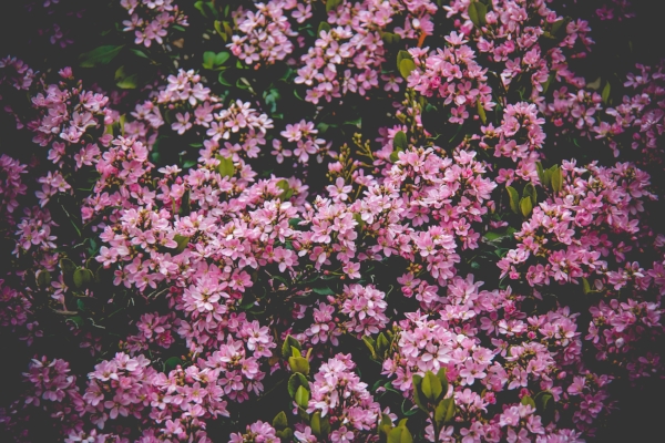 deciduous-shrub.jpeg