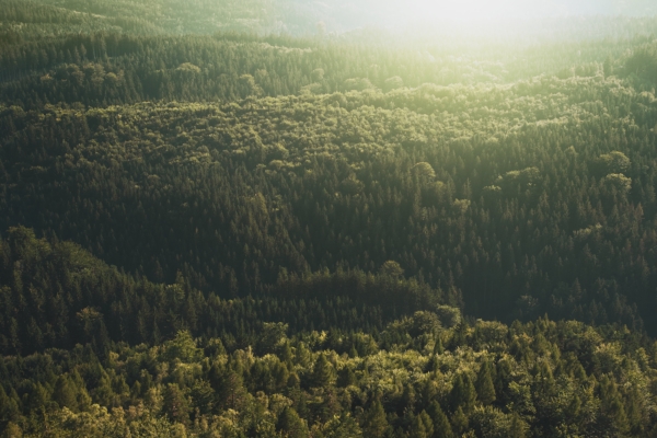 evergreen-tree.jpeg