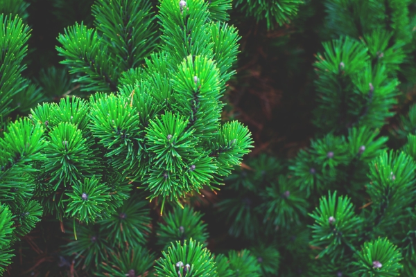 evergreen-bush.jpeg