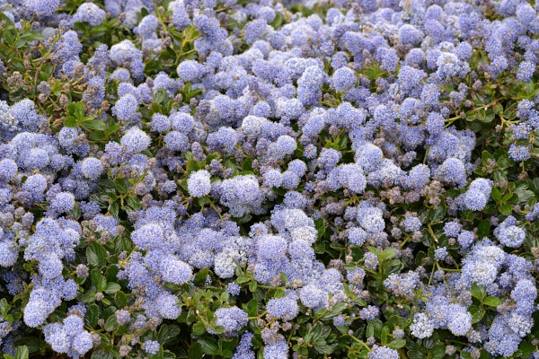 Perennials.jpeg