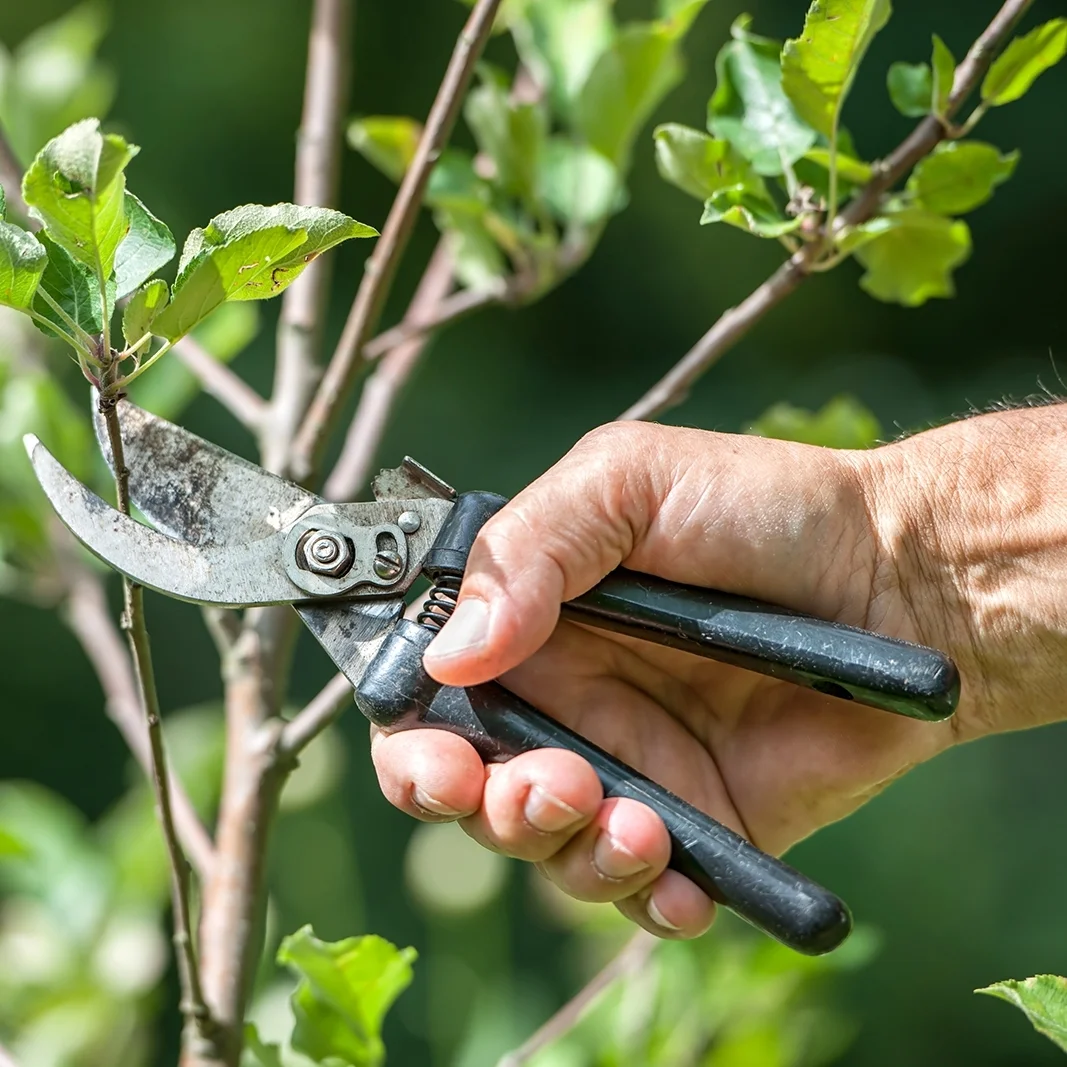 Garden Maintenance While on Vacation