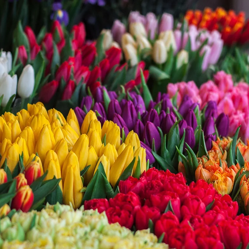 Top Fall Bulb Ideas for Spring!