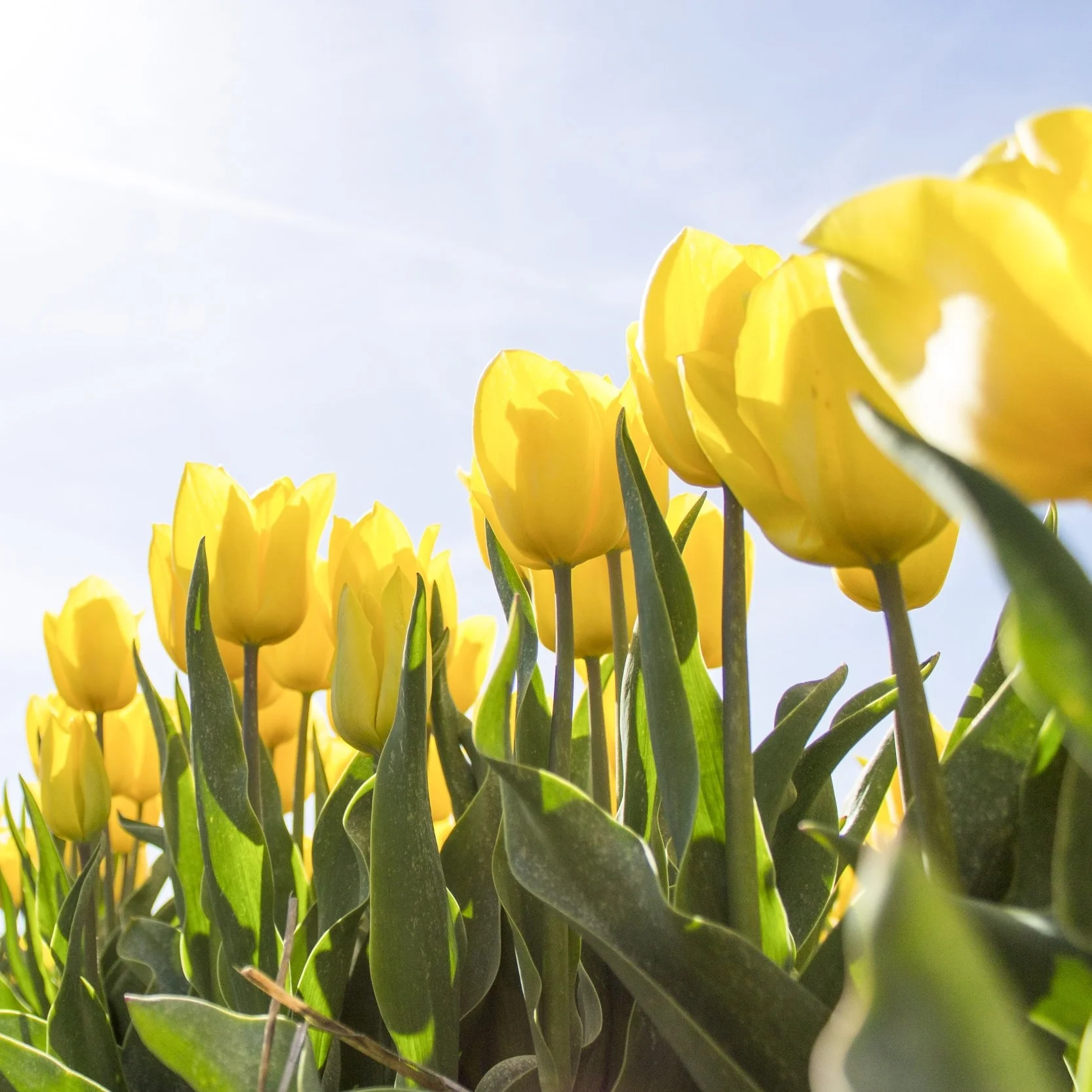 How to Plant Fall Bulbs For Spring Flowers!