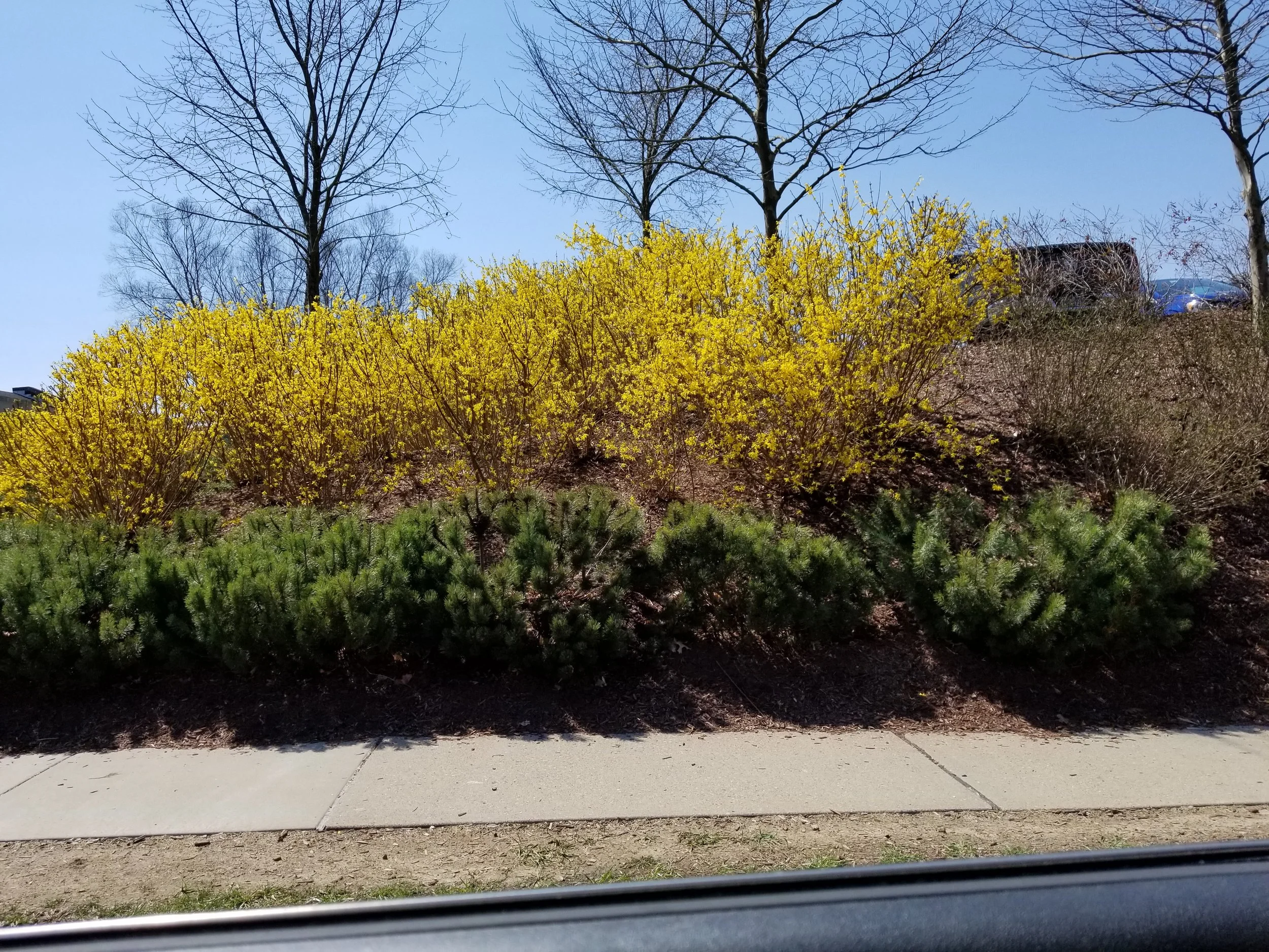 Forsythia balancing yellow against robust evergreens.