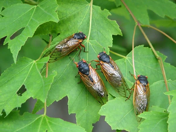 cicada-03jpg-834175e4a1e7bcca.jpg