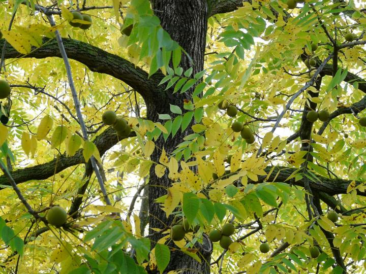 Black Walnut tree ( Juglans nigra )