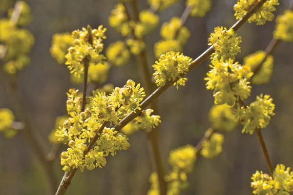 Spicebush ( Lindera spp. )