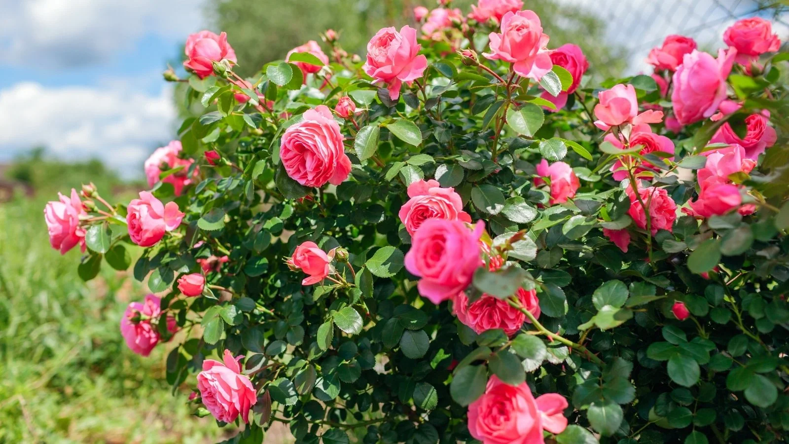 ROSES: WHEN and HOW to prune them?
