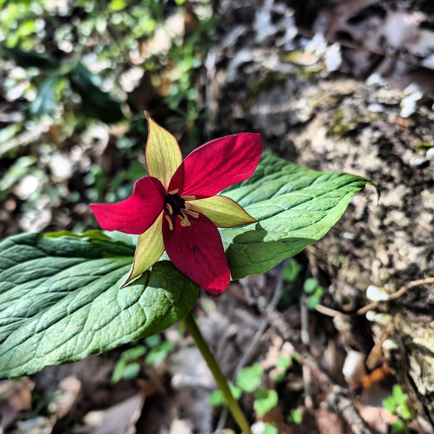 DID YOU KNOW? Wildflowers edition part 2. 
(The Squawroot is interesting!)
🌸
But before you keep reading don't forget to schedule a consultation on gardenaliapgh.com/schedule or email patrizia@gardenaliapgh.net.
💚
1 and 2. Trillium. So easy to reco