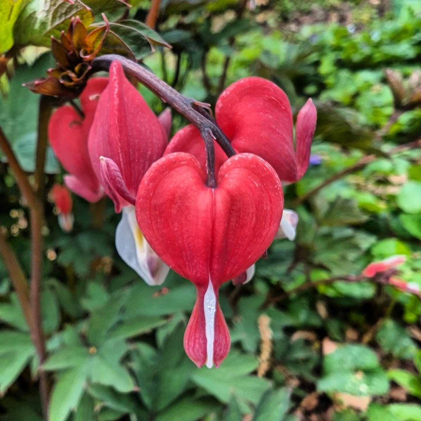 Dicentra Valentine has red flowers against a purple/green foliage. Such a dramatic plant!
-
Bleeding hearts bloom mostly in the Spring and prefer shade to half sun locations.
-
Do you want this and many more beautiful plants?
schedule a consultation 