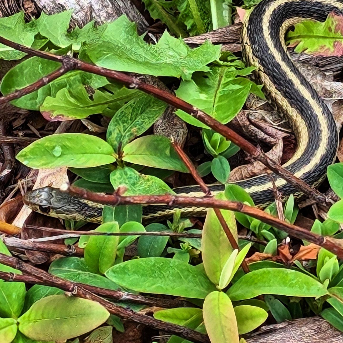 I was watering and weeds and saw this pretty little garter snake chilling in my Hypericum.
They are coming out and please cherish them. They are known to be a gardener's friend. They are harmless to humans, shy, and will eat the small pests infesting