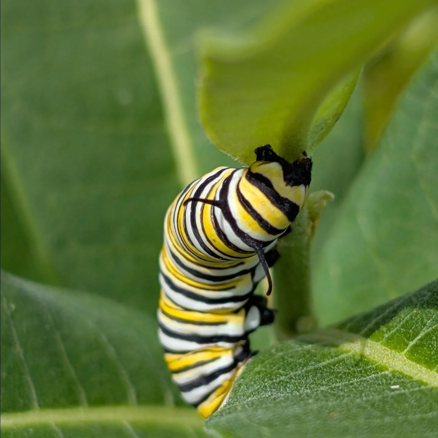 What is a successful garden for you?
For me a garden that will provide food and a safe habitat for local fauna.
After 5 years, finally, a monarch butterfly chose my milkweed to lay its eggs. 🦋 I'm beyond excited.
A messy garden sometimes is what we 