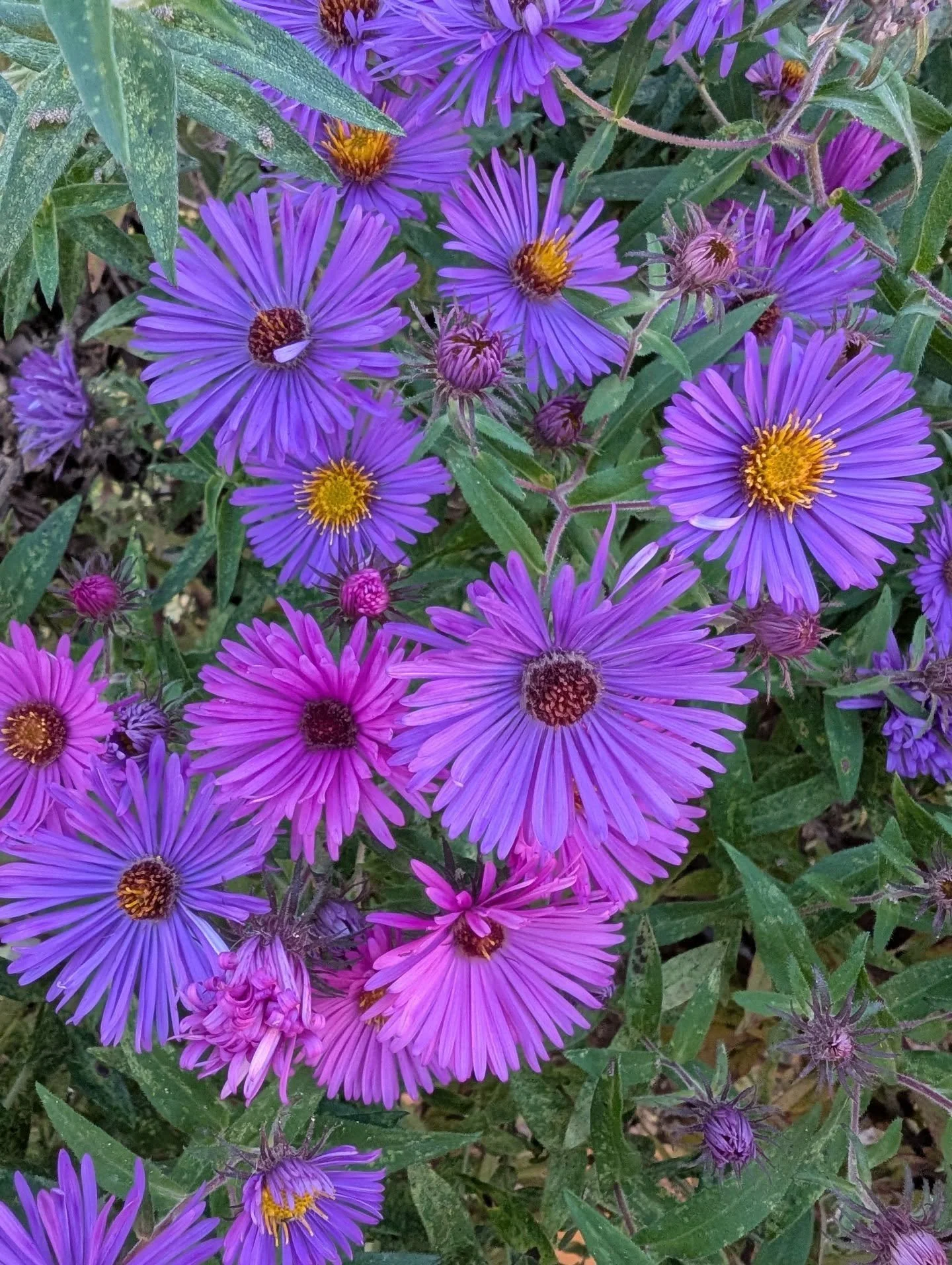 New England Aster needs no filters💜
.
.
.
#pittsburgh #landscapedesign #landscaping #pittsburghlandscape #pittsburghbeautiful #steelcity #pittsburghpa #pittsburgh #igerspittsburgh #downtownpittsburgh #housesofpittsburgh #nextpittsburgh #pittsburghpg