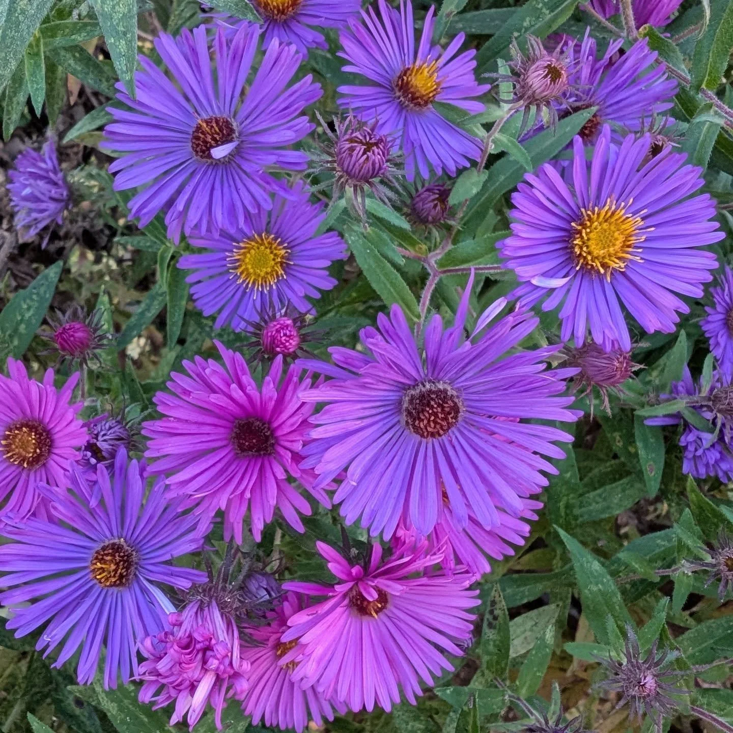 🌿Landscape Design consultations are open!
Why to choose Gardenalia? Well, that's simple.
1. As a small business you'll get to know us. Our designer Patrizia will meet you at the consultation, will make and present your design, and will make sure tha