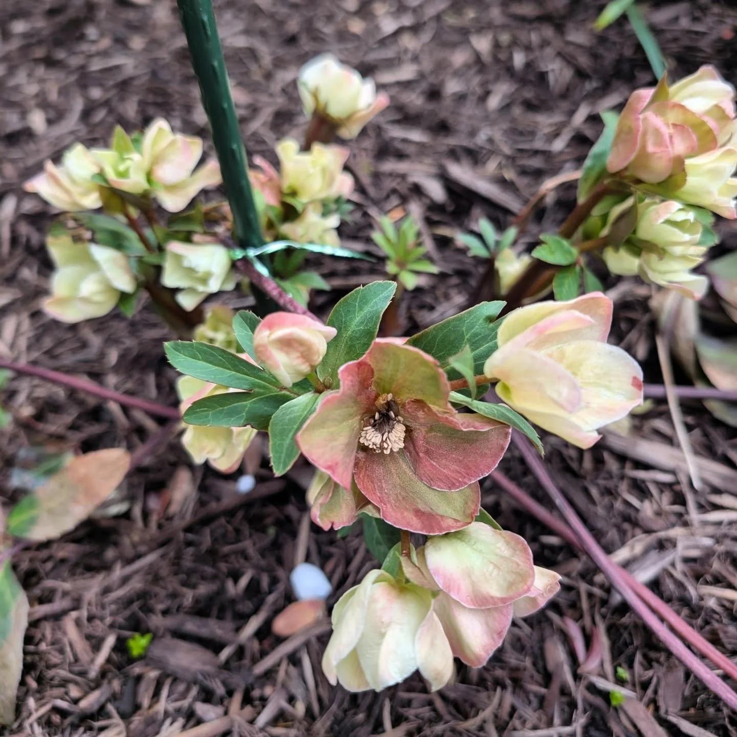 ‼️The 10% and 5% discount promotion is ending at the end of the month! Take advantage of it and schedule a design consultation now! 
-
In the meantime enjoy some new and old blooms.
Hellebores are finally blooming in Pittsburgh. Much later than the p