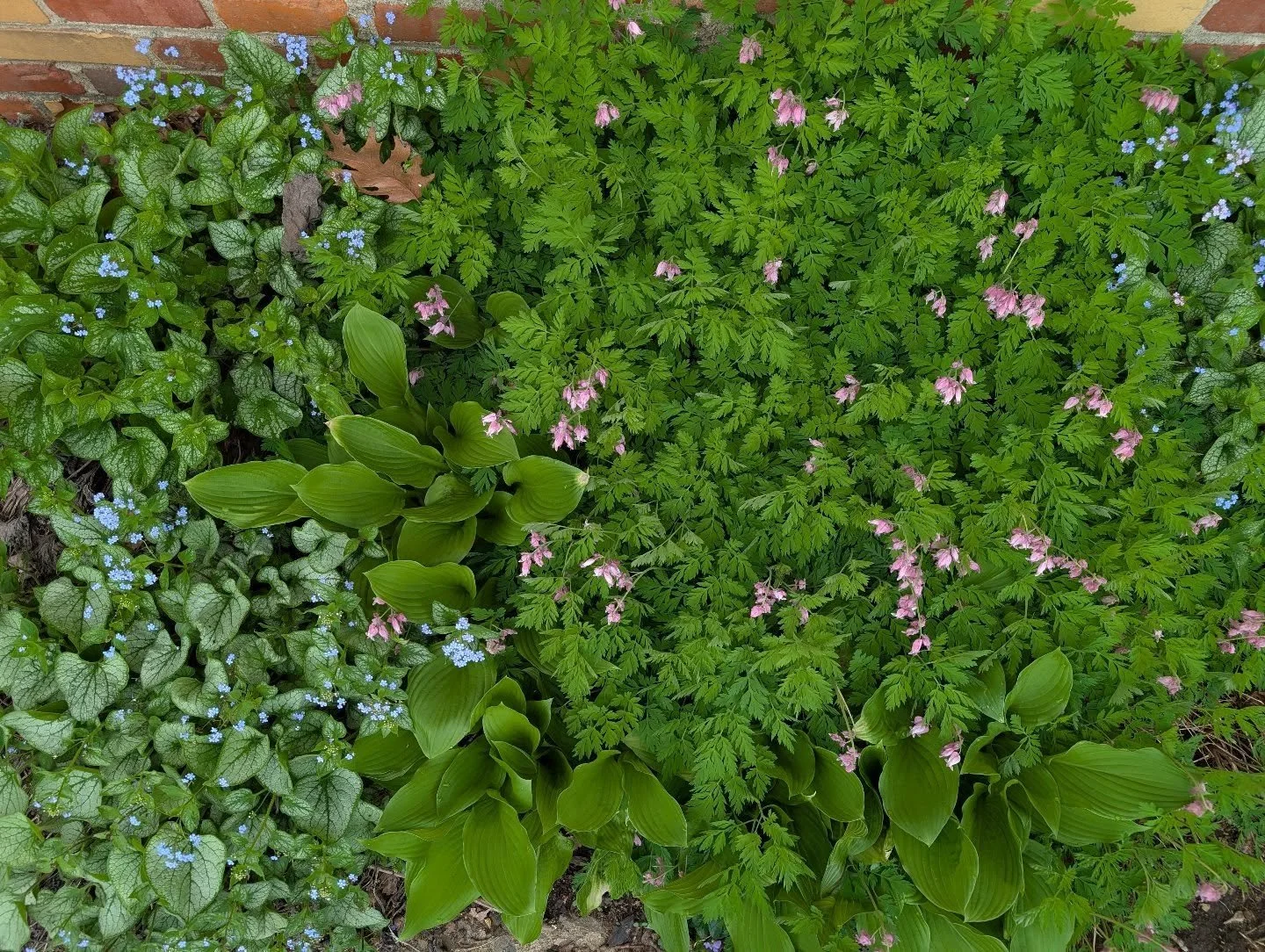 Brunnera Jack Frost, Dicentra, and Hosta create a lush mat. Perfect for a garden bed in the shade. 
This picture is from my garden and they never cease to amaze me in their beauty. 🌿