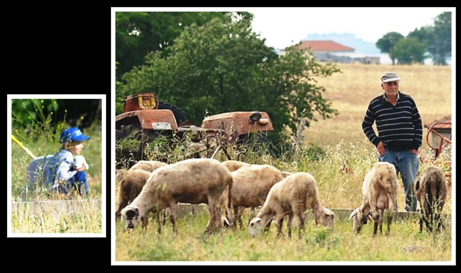 Shepherd and his grandson, each uniquely caring for their flock in a small village in Thessaly, Greece.