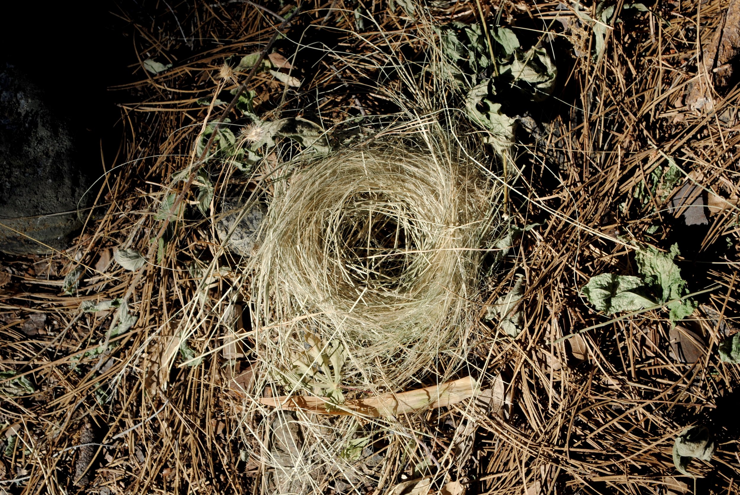 A twist of grass.