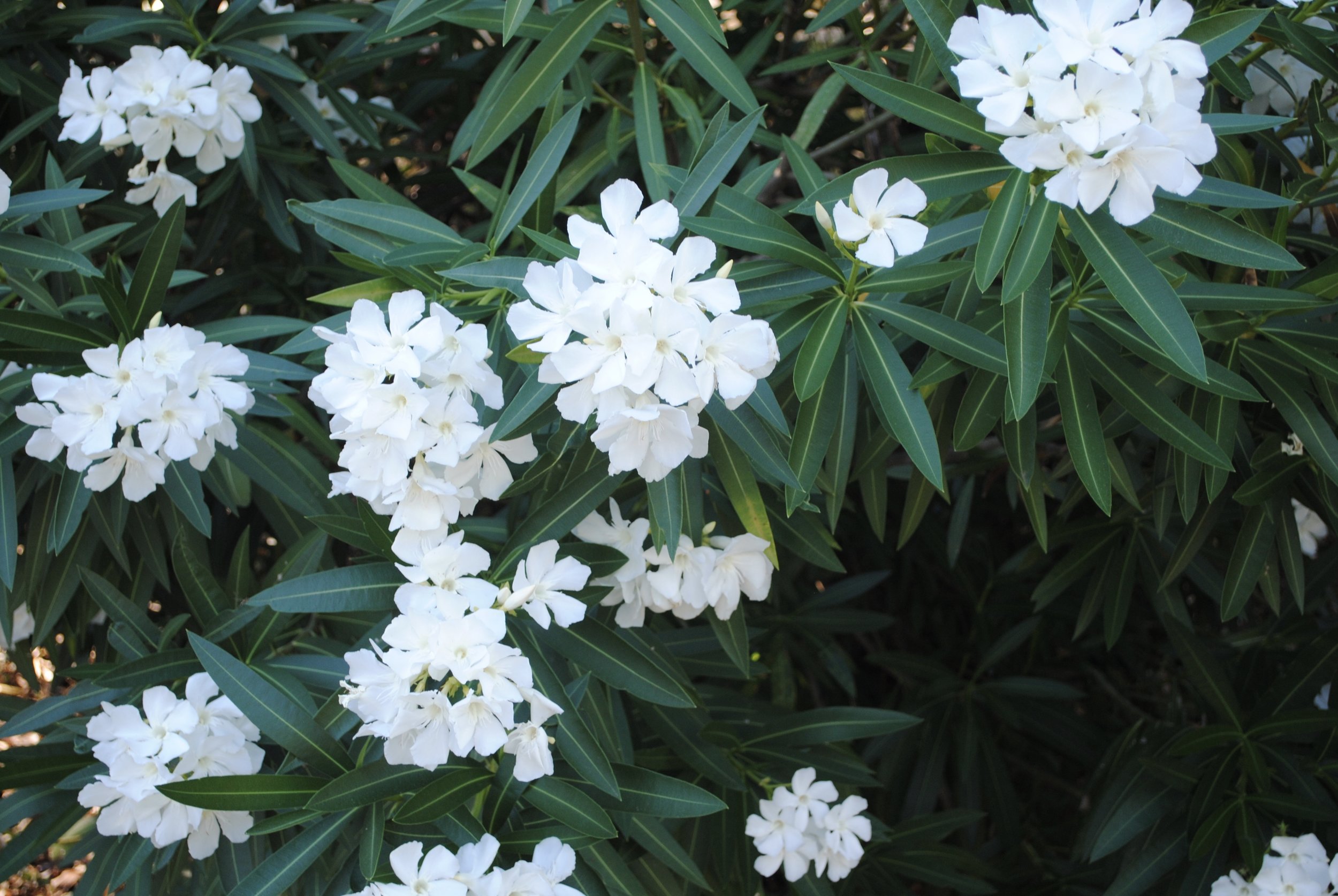 Blooming Oleader