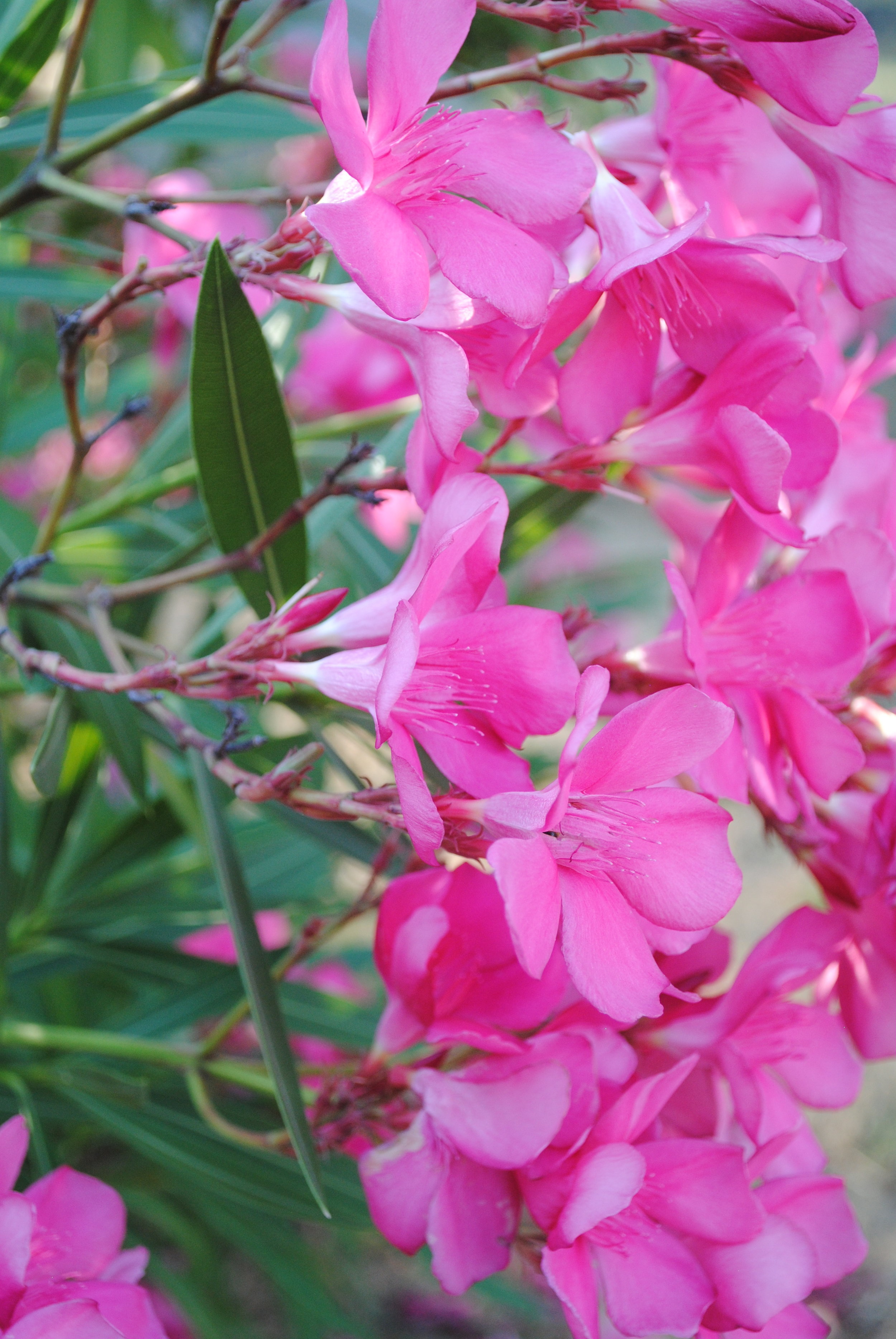 Blooming Oleander