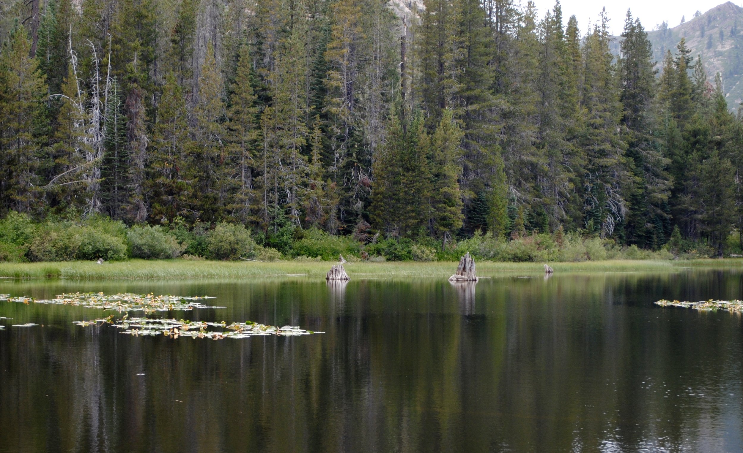 Water lilies flourish at one end of the lake. So do fish, ducks, deer, grouse, and the tiniest frogs I've ever seen. To my unending delight and dismay, there were no mosquitos, no pests of any kind.
