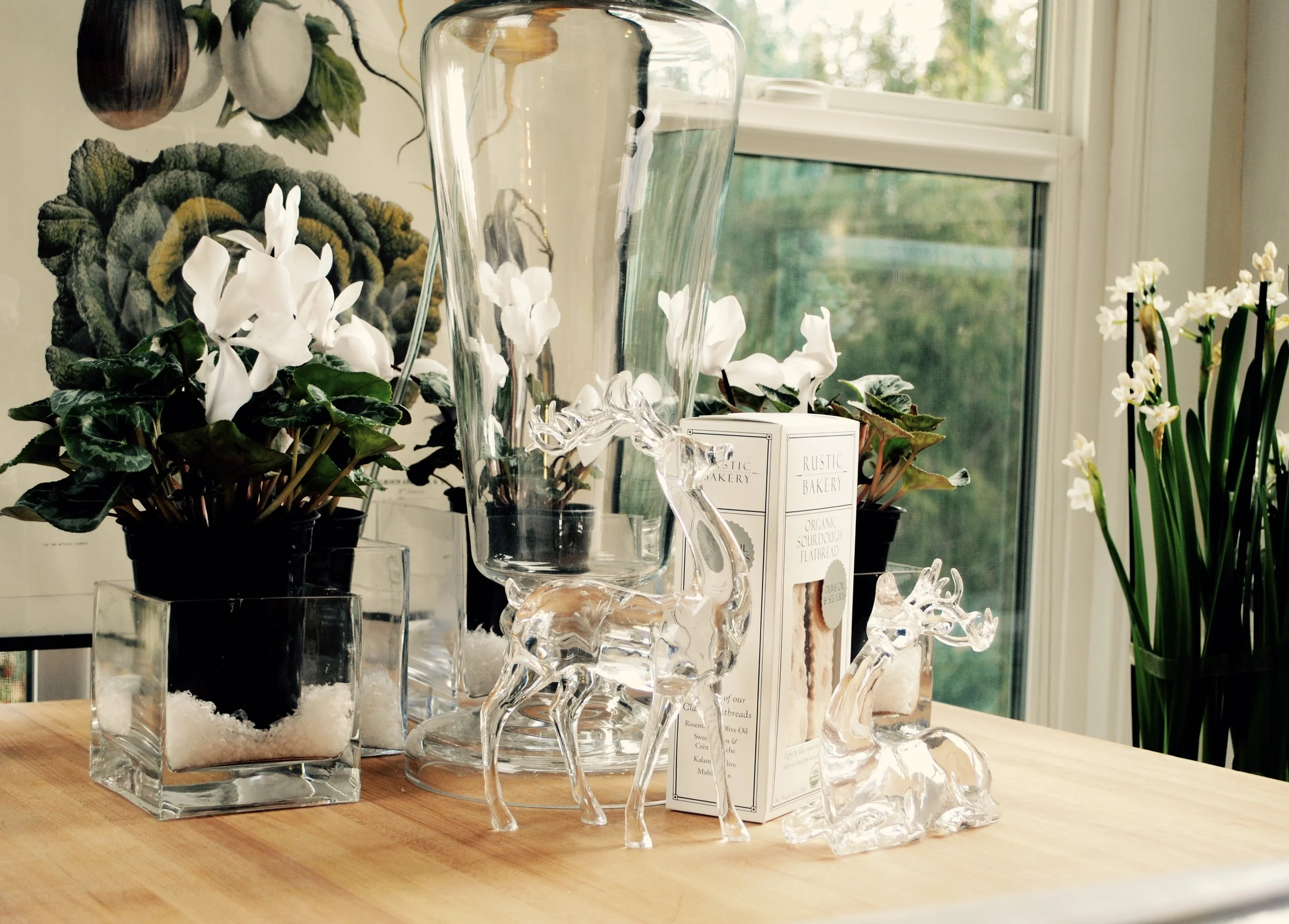 On the kitchen island, Cyclamen, Paperwhite Narcissus and shining deer.