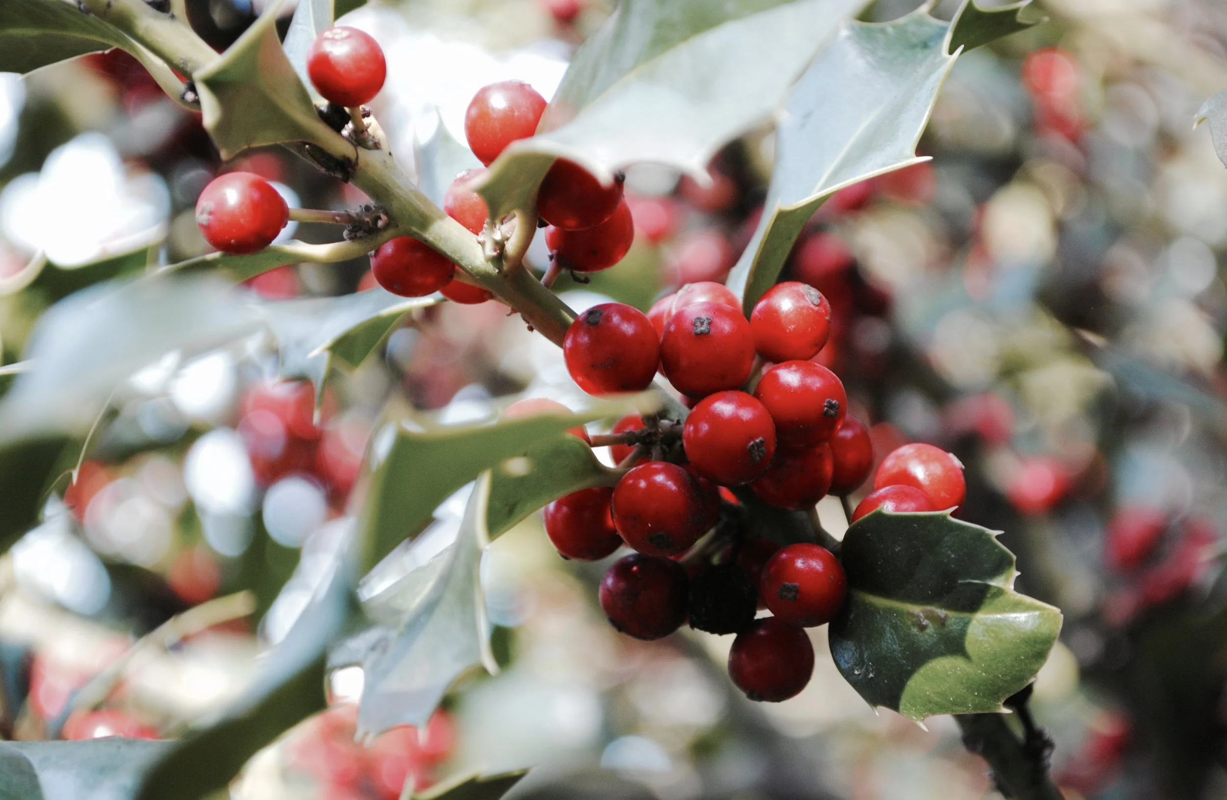 There are four large holly trees are on the property surrounding this old Victorian., all covered in brilliant berries. Solitary Towhees and Jays, along with groups of Juncos, Chickadees and Titmouse decorate their thorny branches. The windows look onto many old oaks and cedars between me and Deer Creek below.