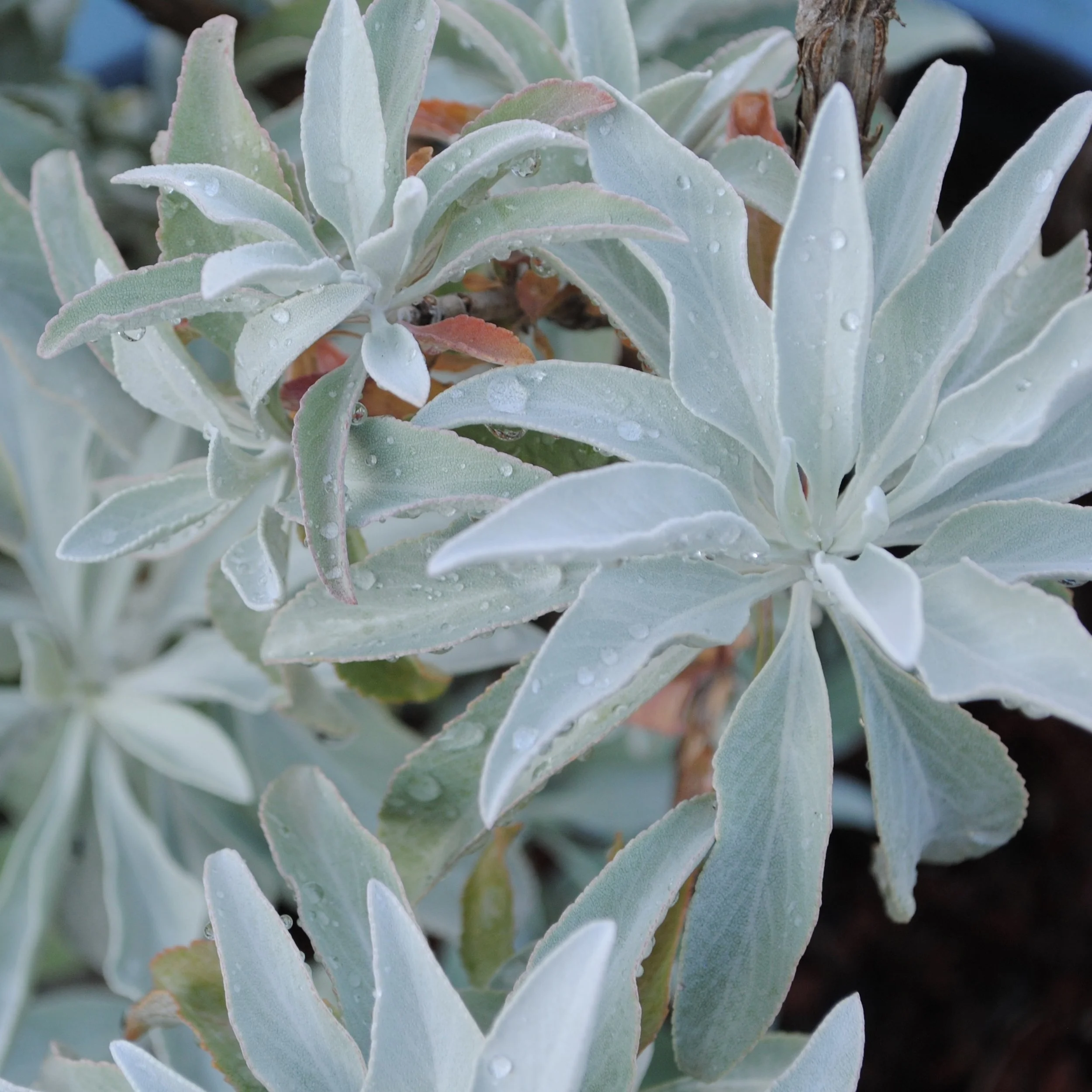 California White Sage, a native.