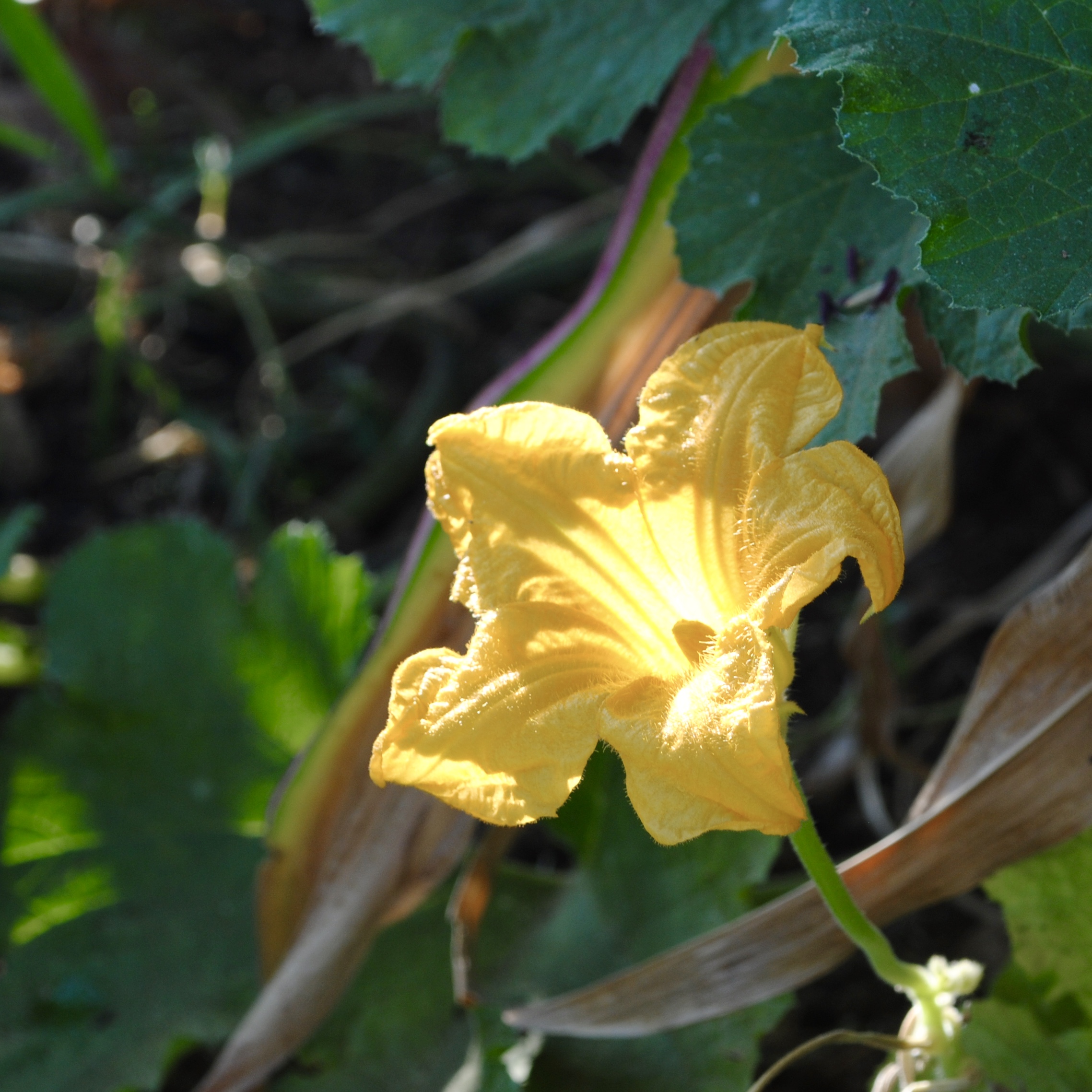 Blooming pumpkins surround the corn maze.