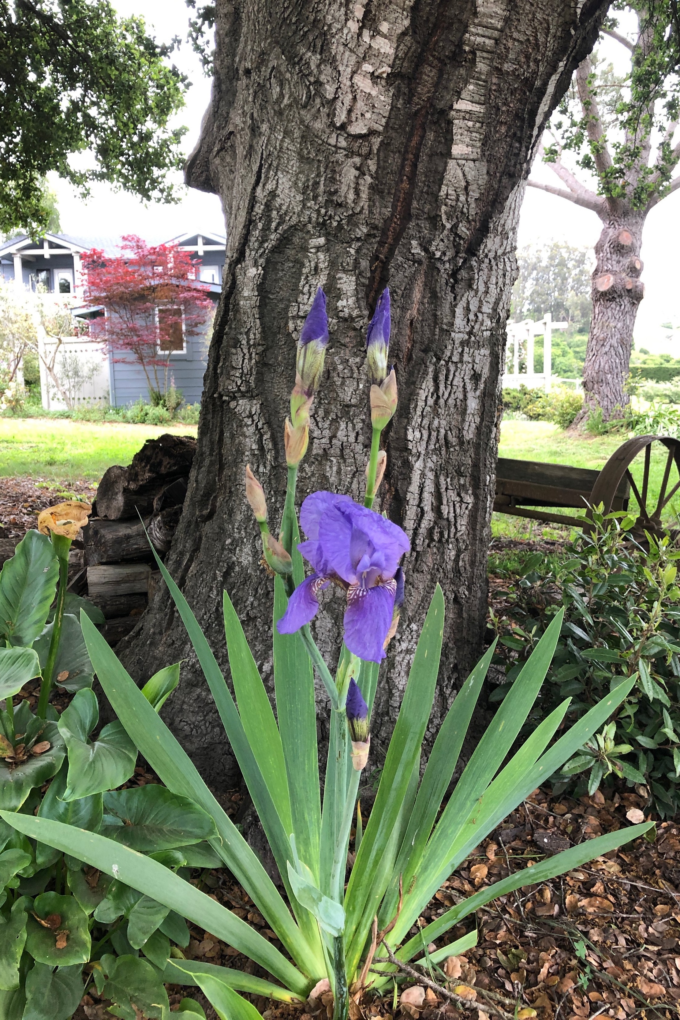 Bearded Iris