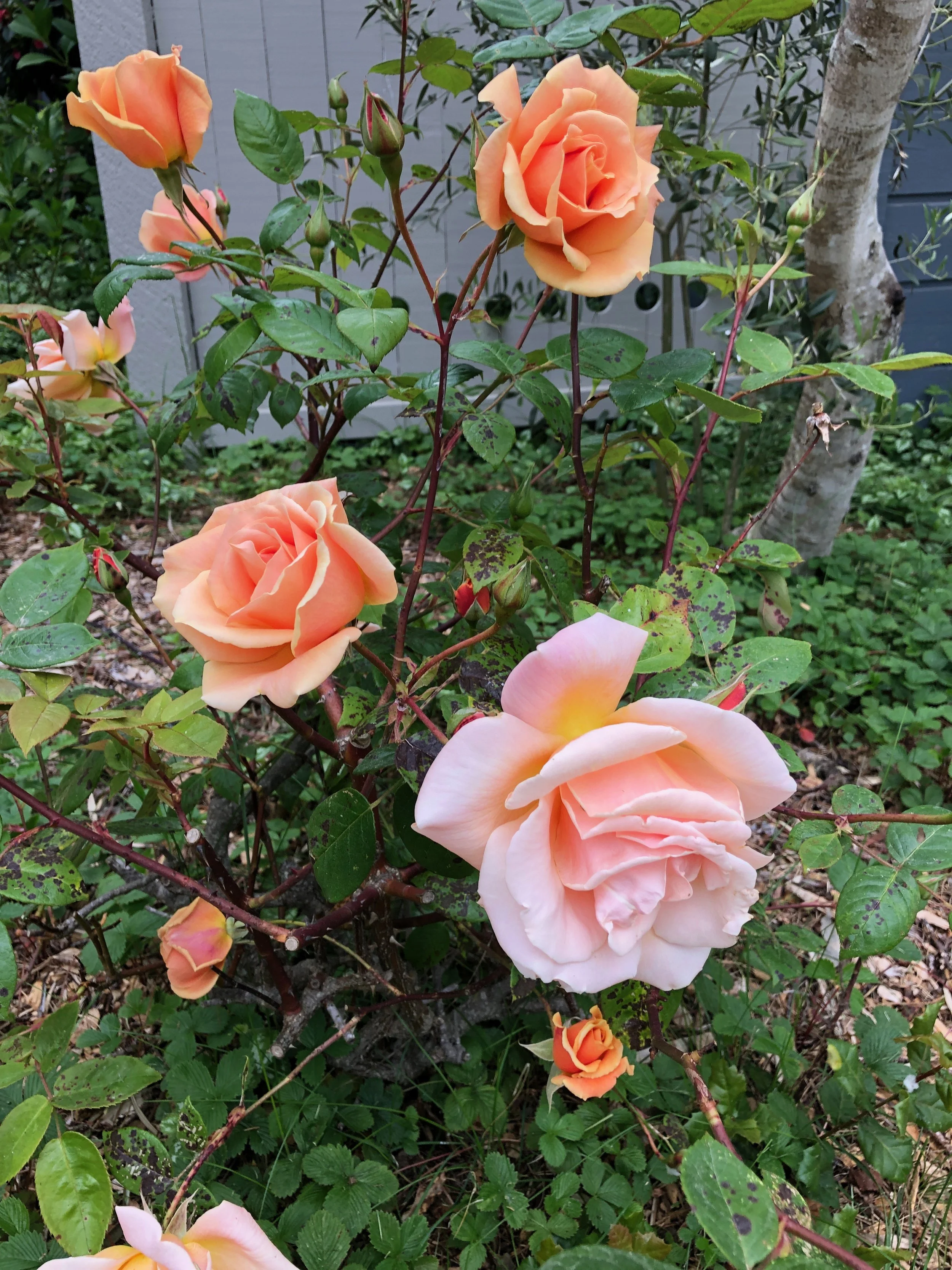 IMG_0369.jpeg
