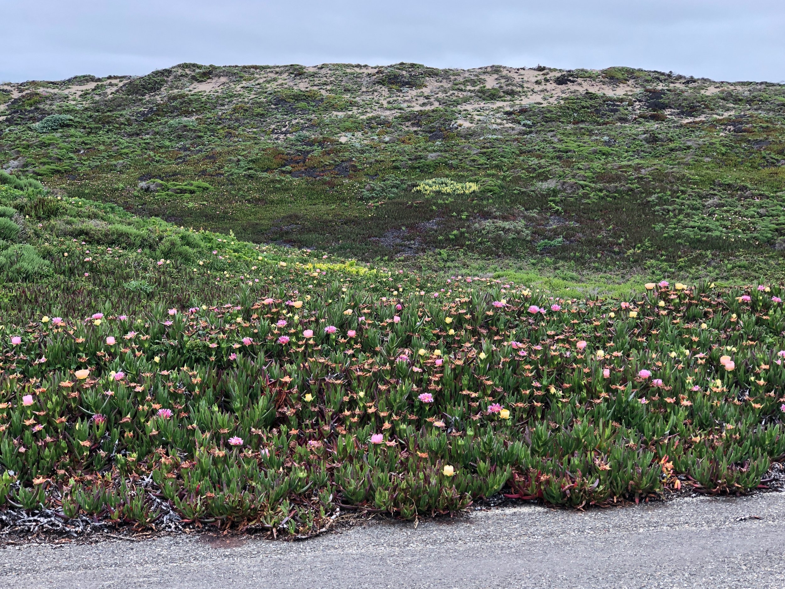 Blooming iceplant.