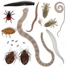 human paracites.jpg