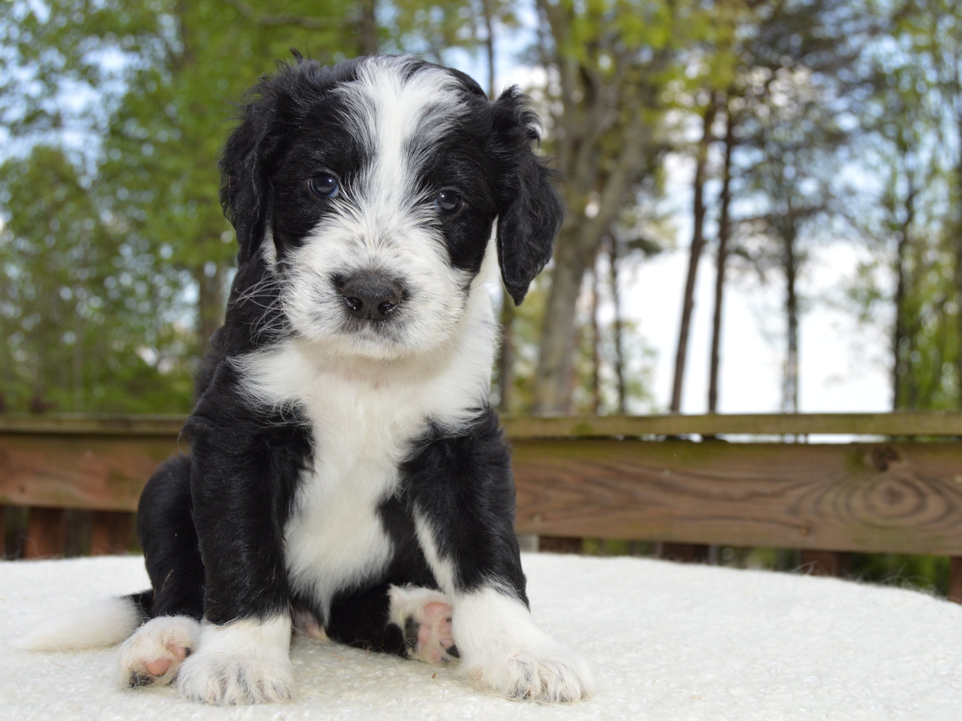 top sheepadoodle breeders