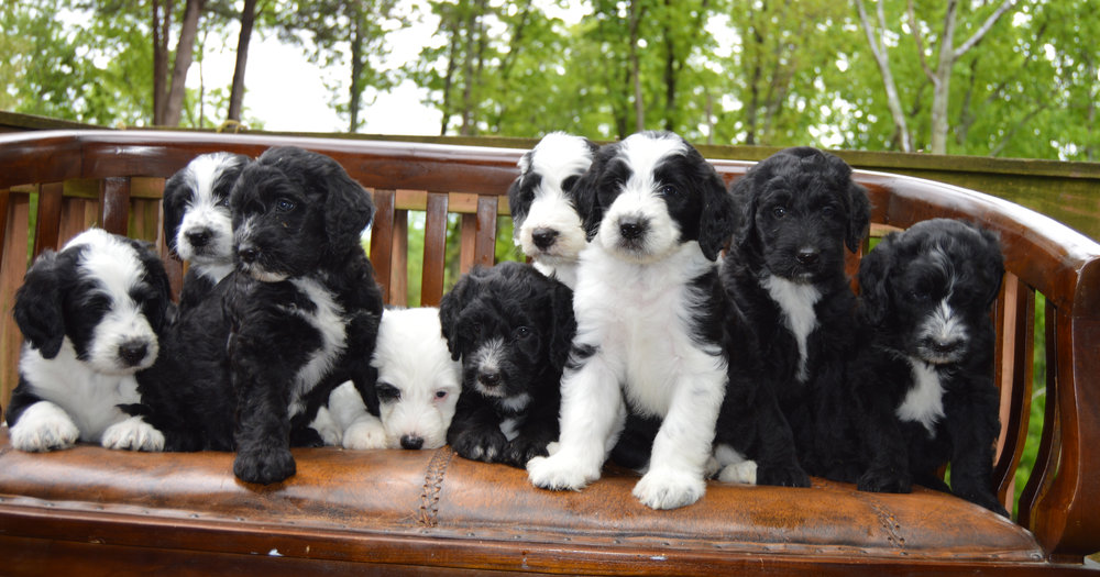 Black And White Sheepadoodle Puppy - Paint By Numbers - Canvas Paint by  numbers