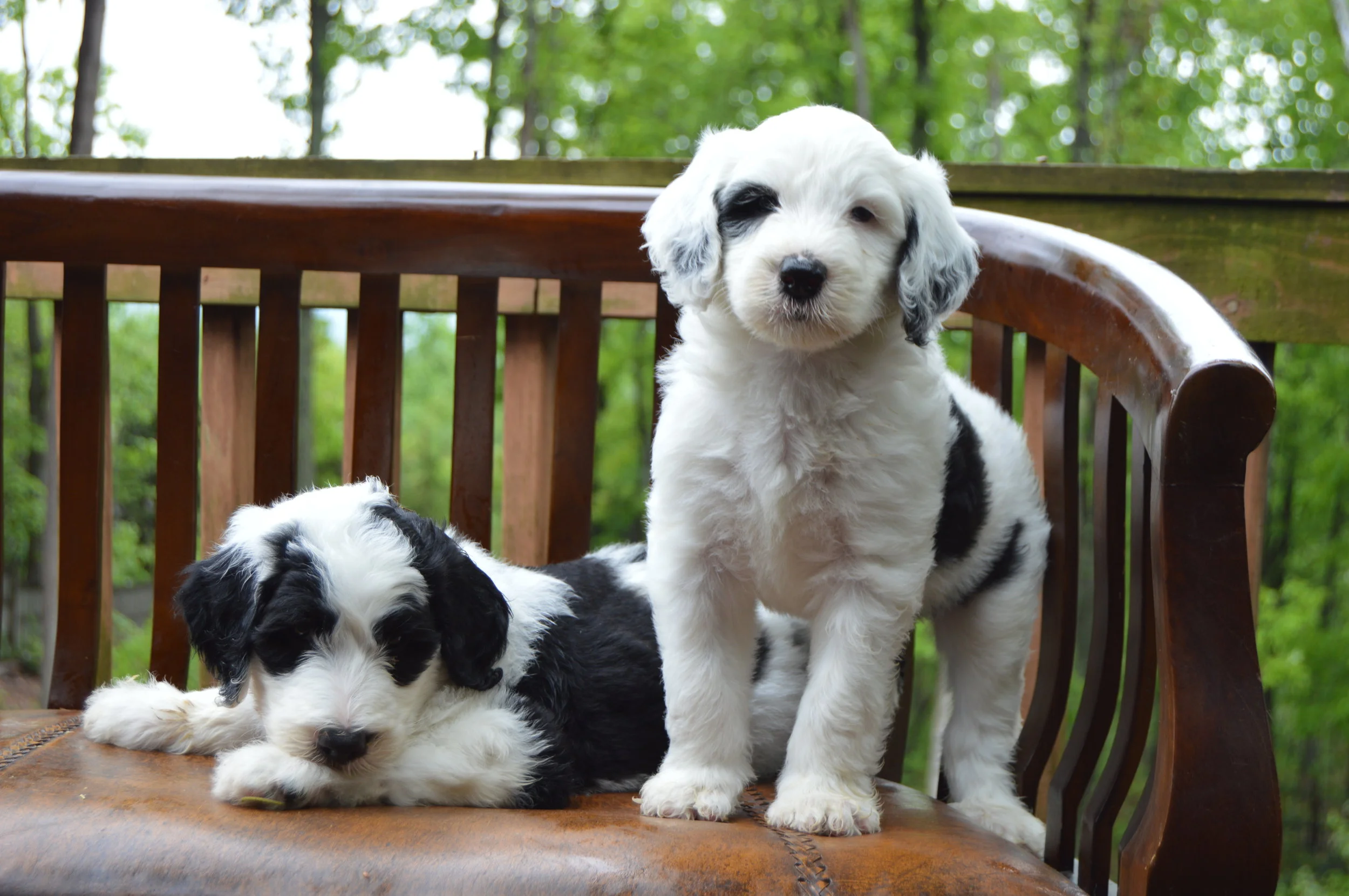 crockett sheepadoodles