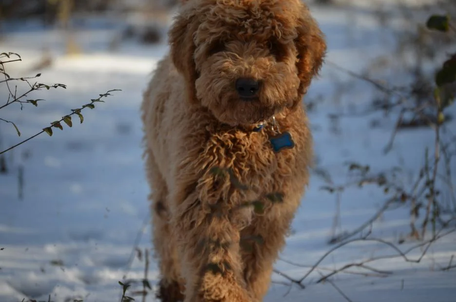 red-poodle-dad.jpeg