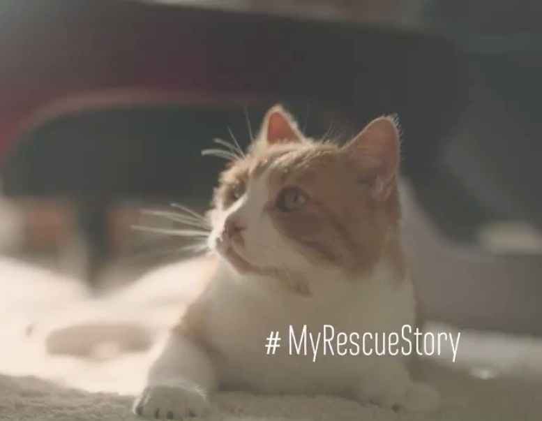 Screen Shot 2017-03-12 at 9.04.02 PM.png